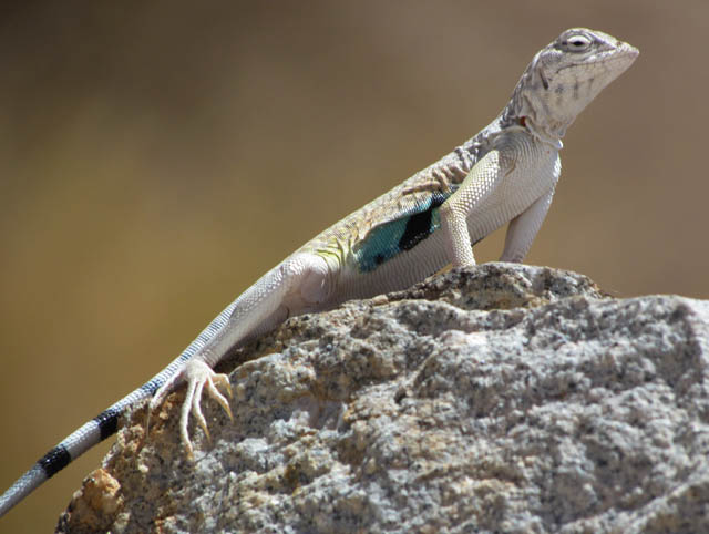 Zebratail Lizard